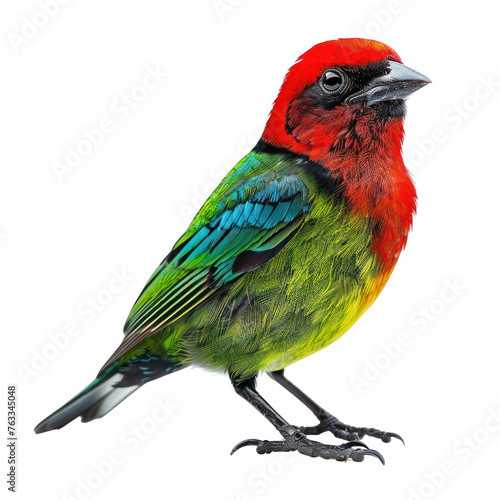 red necked tanager on isolated transparent background © Rushi