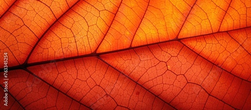 Close-up of leaf texture under orange light