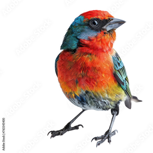 red necked tanager on isolated transparent background