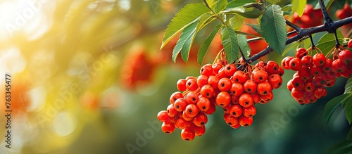 Many berries on a tree in the sunlight