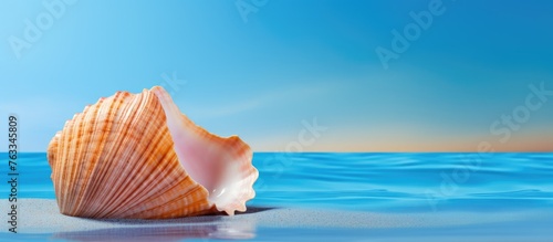 A shell on the beach under a clear blue sky