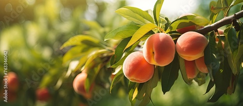 Ripe peaches hanging on sunny tree
