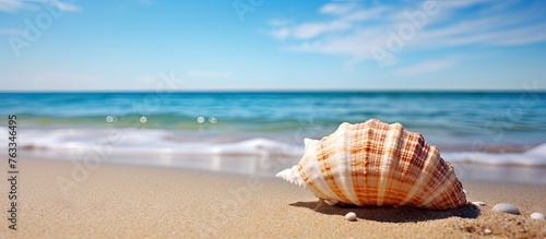 Sea shell on beach with ocean waves