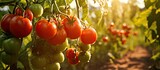 Ripe tomatoes on vine in greenhouse under bright sun