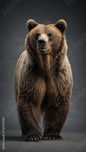 brown bear 