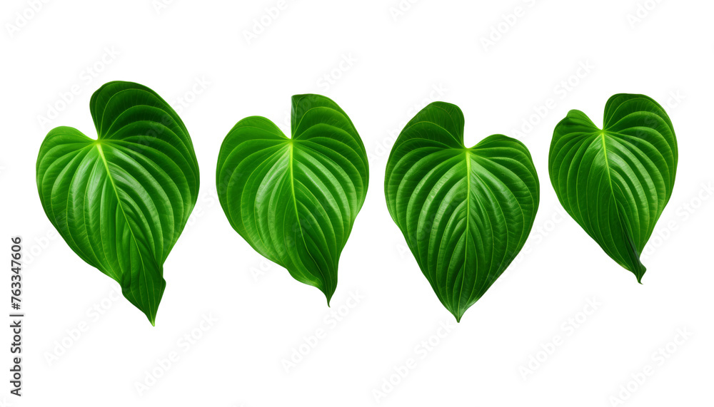 green leaves isolated on transparent background cutout green leaves isolated on transparent background cutout