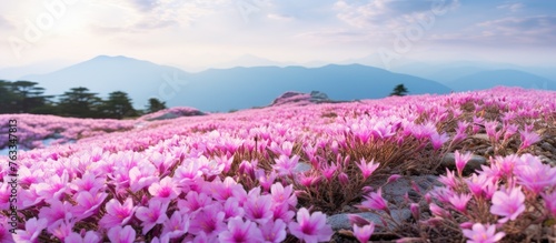Purple flowers bloom under a bright blue sky in the mountains