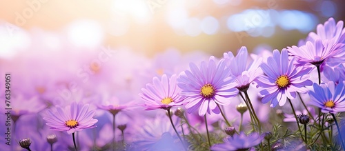 Purple flowers blooming in a sunny field