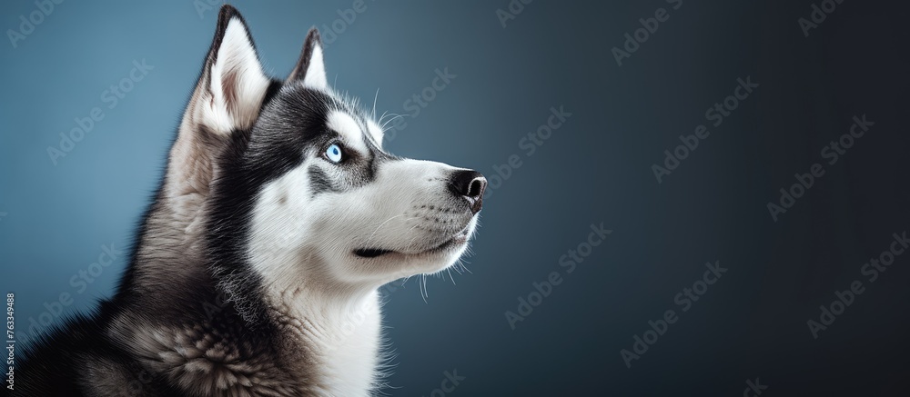 A husky dog with striking blue eyes gazing upwards