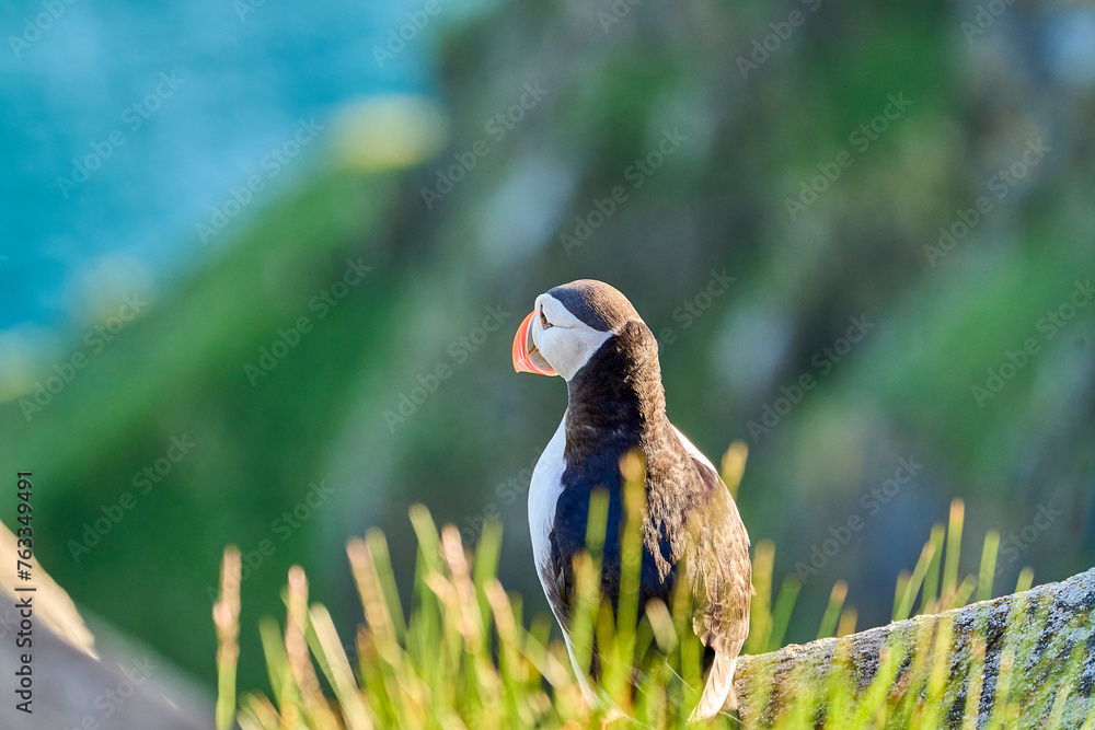 Cute and adorable Puffin seabird, fratercula, sitting in a breeding ...