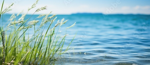 Tall grass emerging from water near beach