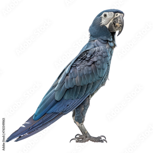 spixs macaw on isolated transparent background photo