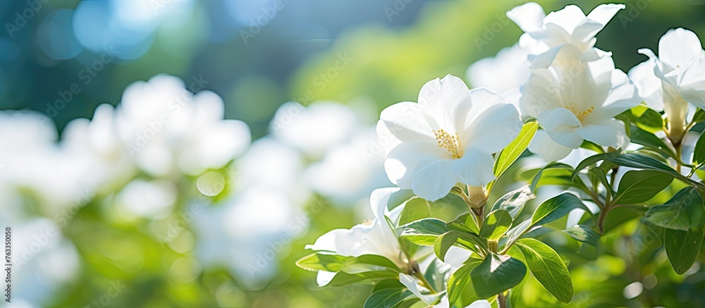 A white flower blooming in green grass