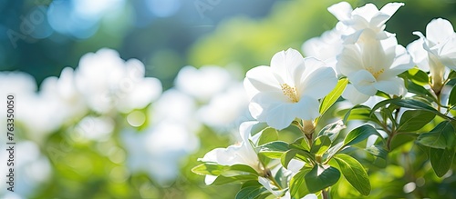 A white flower blooming in green grass