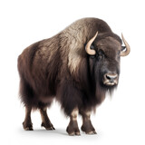 Bison in front of a white background