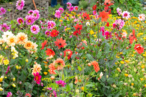 Fototapeta Naklejka Na Ścianę i Meble -  Vibrant garden full of colorful flowers, plants, shrubs, and grass