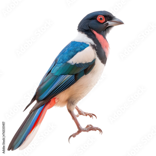 Taiwan blue magpie isolated on transparent background © Rushi