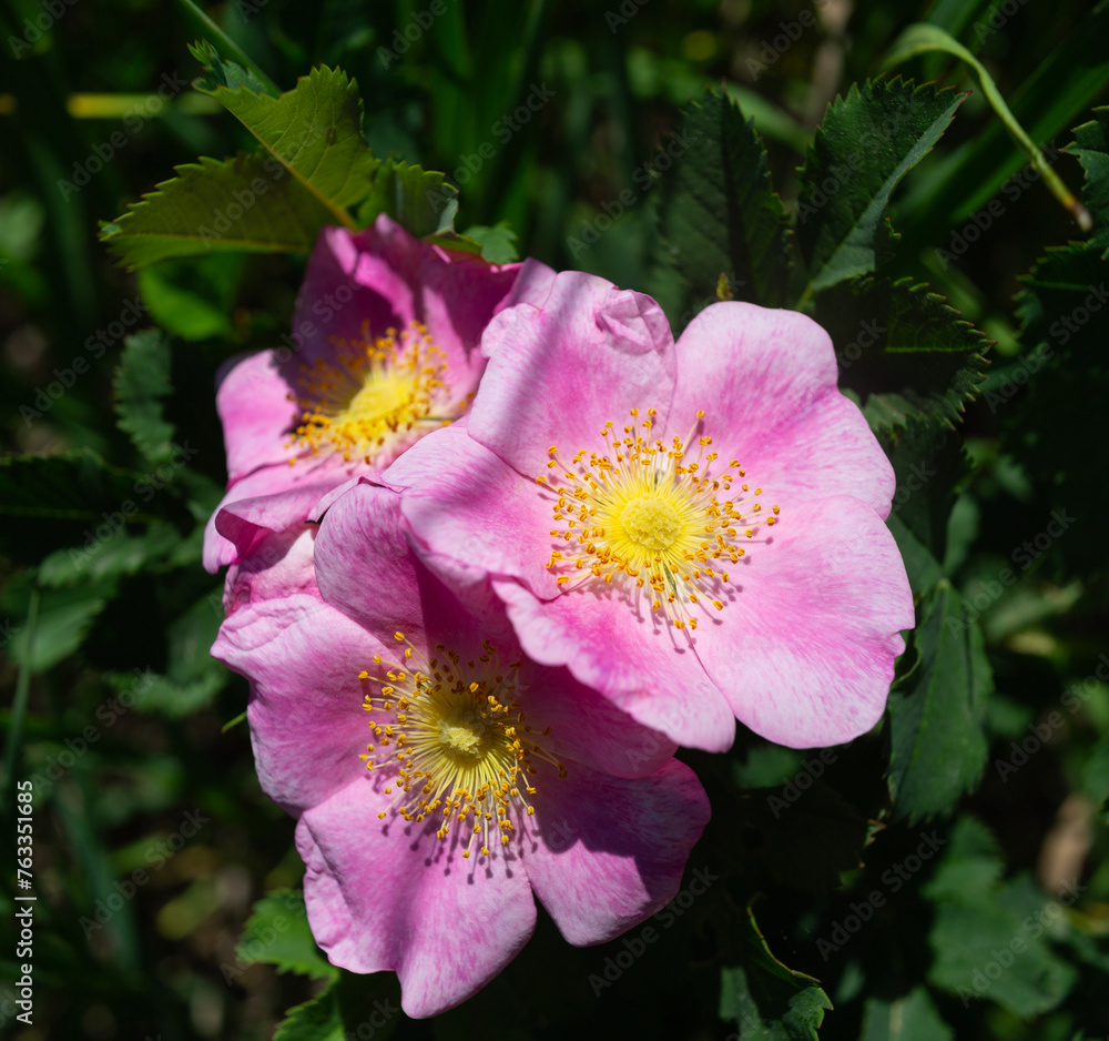 wild roses pink wild roses pink