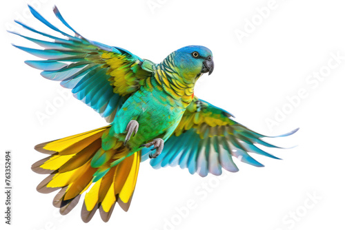 Turquoise parrot on isolated transparent background