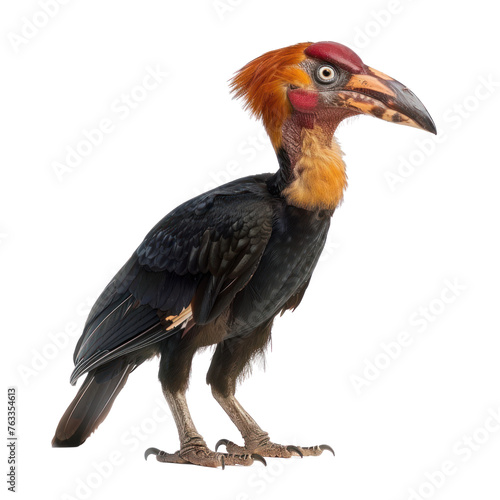 Rufous headed hornbill on isolated transparent background