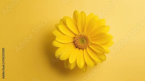 One yellow flower on yellow monochrome background. Copy space  place for text  empty space. View from above.