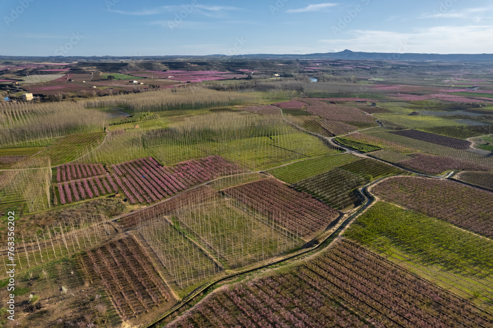 Spectacular aerial drone view of flower buds and pink in Aitona, Lleida, Near Barcelona, Europe. Rose romantic and love wedding landscape. Abstract