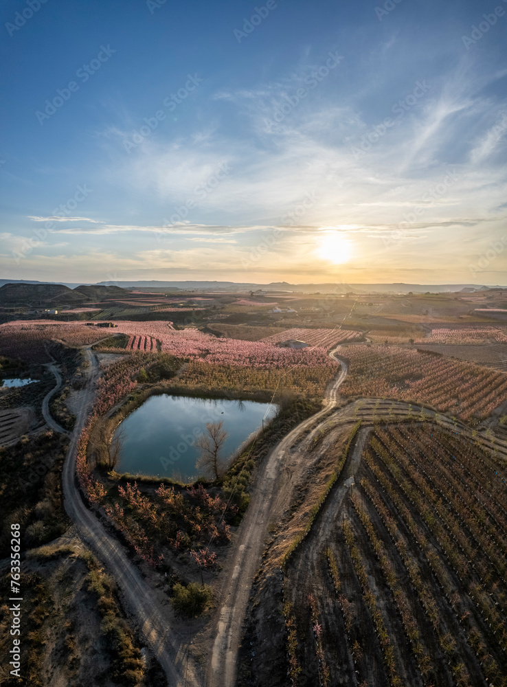 Spectacular aerial drone view of flower buds and pink in Aitona, Lleida, Near Barcelona, Europe. Rose romantic and love wedding landscape. Abstract
