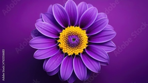 One purple flower on purple monochrome background. Copy space, place for text, empty space. View from above.