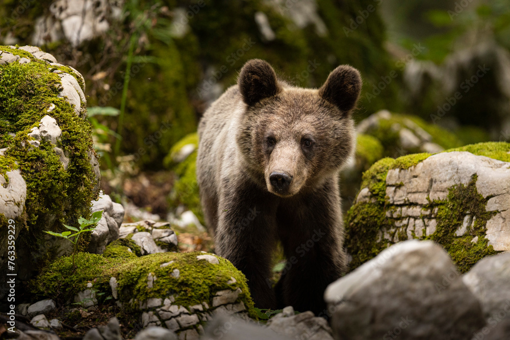 Fototapeta premium OURS DE SLOVENIE
