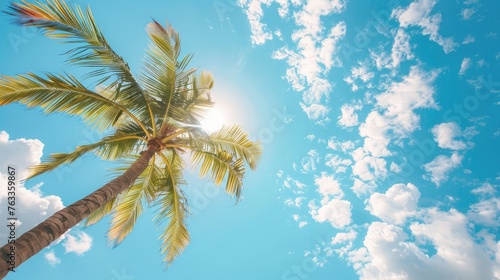 Palm trees and sky concept  nature background