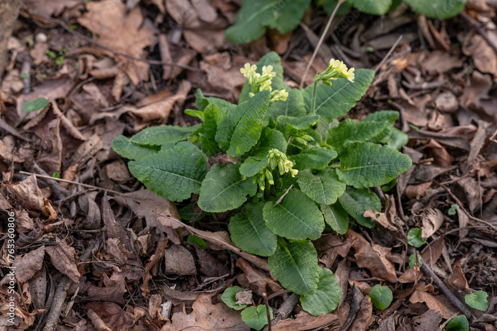 Primrose with yellow flowers outdoors in nature. Primrose with yellow flowers outdoors in nature.
