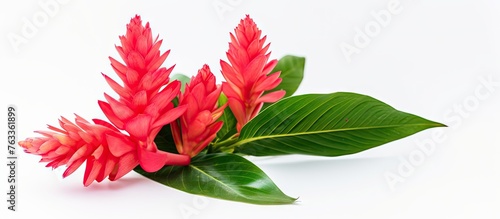 Red flower with green leave...