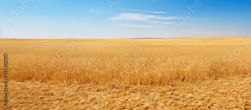 A golden wheat field under ...