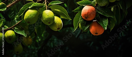 Fruits hanging from tree wi...