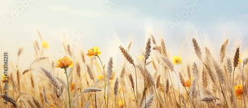 Yellow flowers amidst matur...