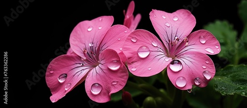 Two pink flowers with water...