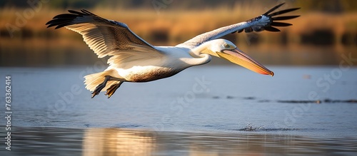 A pelican flying above water