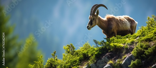 A giraffe perched on a rugg...