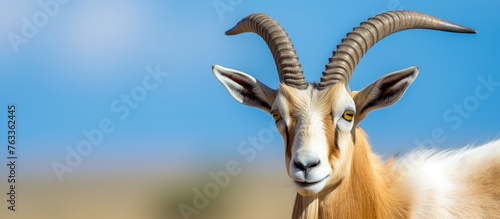 A goat with imposing length...