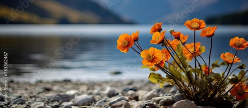 Orange flowers growing in r...