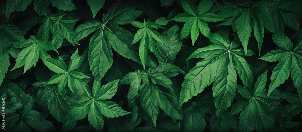 A lush green plant with various leaves close up A lush green plant with various leaves close up
