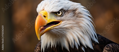 A majestic eagle with a yel...