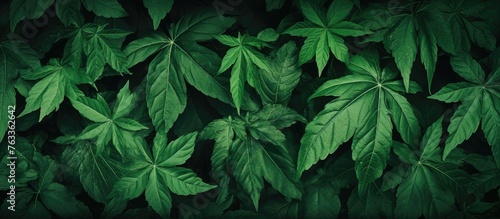 A lush green plant with various leaves close up photo