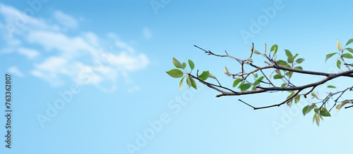 A bird perched on a tree br...