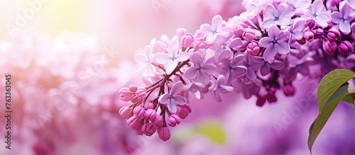 Purple lilac flowers blooming on a sunlit branch
