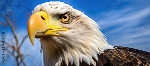 White-headed eagle and bald...