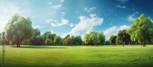 Beautiful sunny green park with trees under a blue sky photo