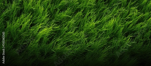 A red fire hydrant in a close-up view of lush green grass photo