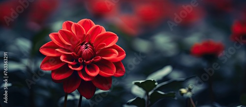 A red flower among green le...
