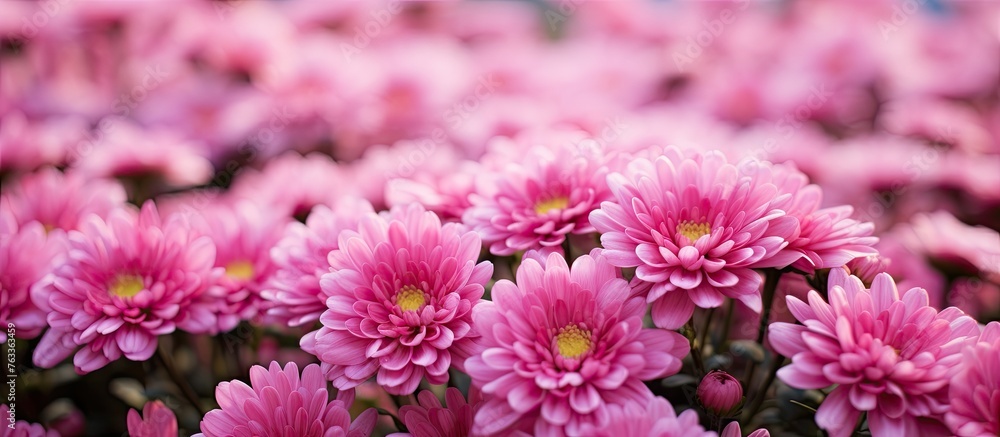 Many pink flowers in a field Many pink flowers in a field